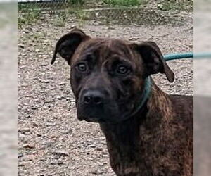 Plott Hound-Unknown Mix Dogs for adoption in Canton, CT, USA