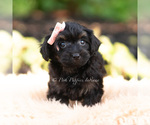 Small #2 Yorkipoo