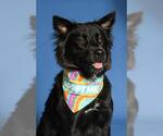 Small #1 Chow Chow Mix