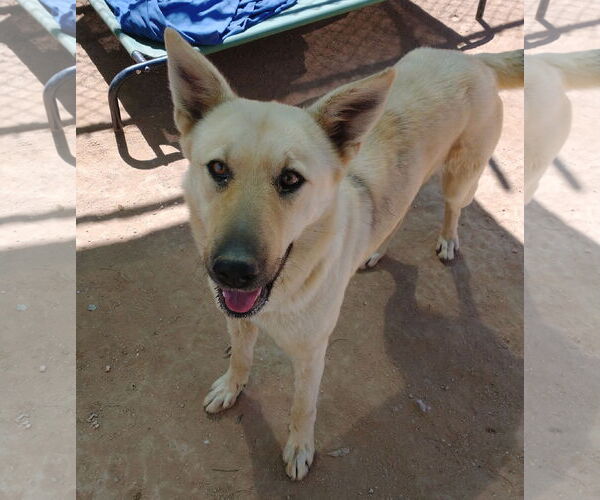 Medium Photo #2 Mutt Puppy For Sale in Apple Valley, CA, USA