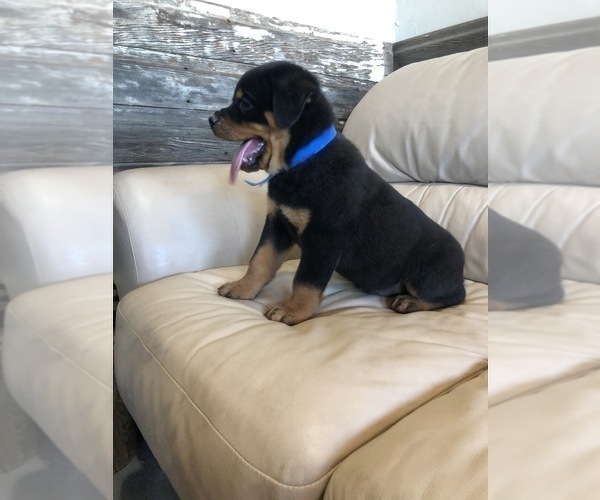 Medium Photo #6 Rottweiler Puppy For Sale in BRIGHTON, CO, USA