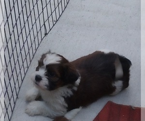 ShihPoo Puppy for sale in SPOTSYLVANIA, VA, USA