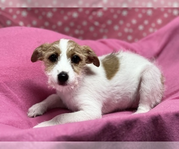 Medium Photo #2 Jack Russell Terrier Puppy For Sale in DUNDEE, OH, USA