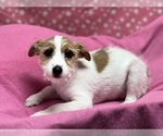 Small Photo #2 Jack Russell Terrier Puppy For Sale in DUNDEE, OH, USA