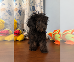 Yorkipoo puppie - Male Yorkipoo Puppy for Sale - Photo #12