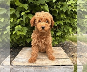 Poodle (Miniature) Puppy for sale in MIDDLEBURY, IN, USA
