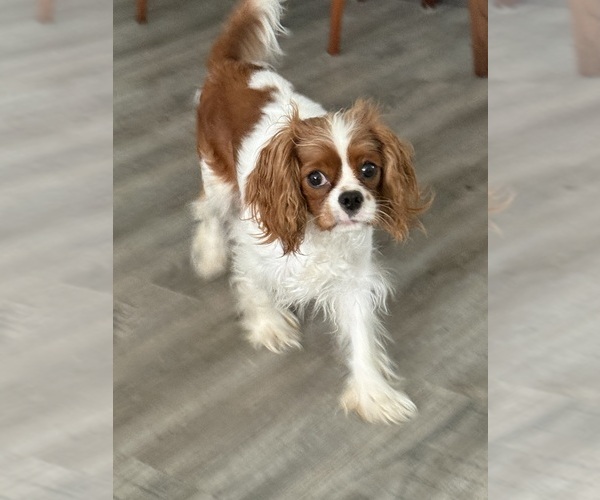 Medium Photo #1 Cavalier King Charles Spaniel Puppy For Sale in NINEVEH, IN, USA
