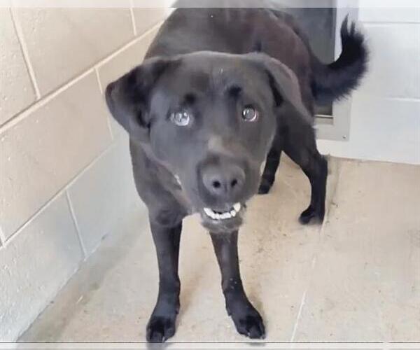Medium Photo #2 Labrador Retriever-Unknown Mix Puppy For Sale in Houston, TX, USA