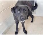 Small #1 Labrador Retriever Mix