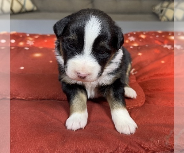 Medium Photo #91 Australian Shepherd Puppy For Sale in SALISBURY, NC, USA