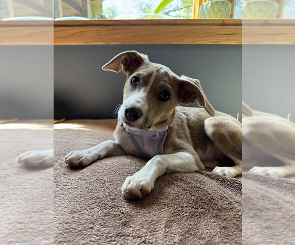 Medium Photo #1 Mutt Puppy For Sale in Mundelein, IL, USA