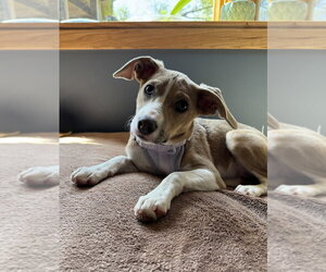 Mutt Dogs for adoption in Mundelein, IL, USA