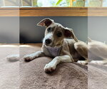 Small Mutt