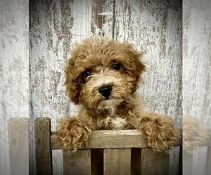 Cavapoo Puppy for sale in PEEBLES, OH, USA