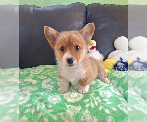 Medium Photo #17 Pembroke Welsh Corgi Puppy For Sale in ARROYO GRANDE, CA, USA