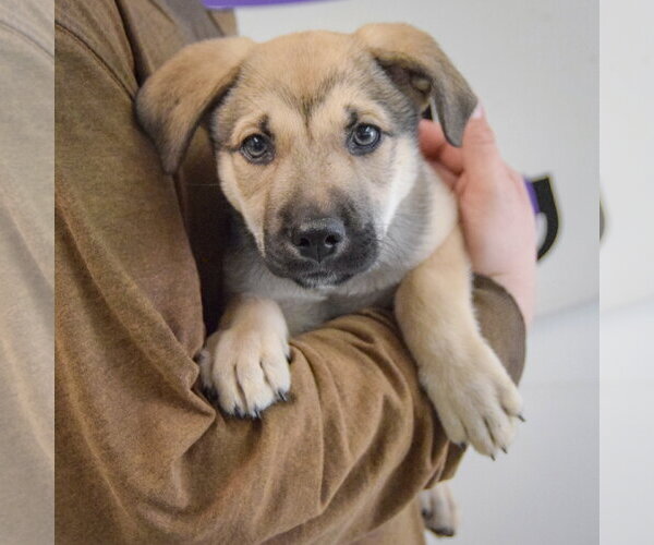 Medium Photo #3 Gerberian Shepsky Puppy For Sale in Huntley, IL, USA