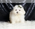 Small Photo #15 Maltipoo (Miniature) Puppy For Sale in WARSAW, IN, USA
