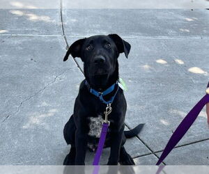 Labrador Retriever Dogs for adoption in Redwood City, CA, USA