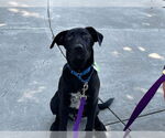 Small Labrador Retriever