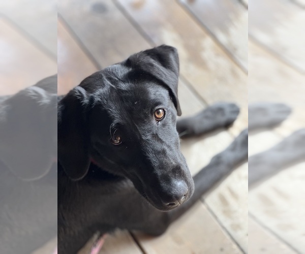 Medium Photo #22 Labrador Retriever Puppy For Sale in REDDING, CA, USA