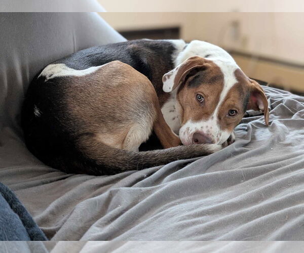 Medium Photo #19 Beagle-Unknown Mix Puppy For Sale in Germantown, OH, USA