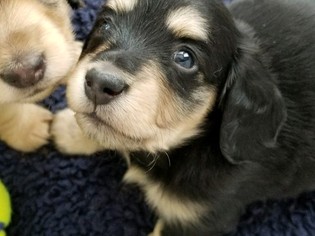 Dachshund Puppy for sale in LONGMONT, CO, USA