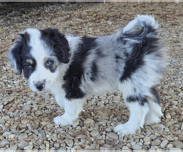 Medium Photo #13 Aussiedoodle Puppy For Sale in WILLS POINT, TX, USA