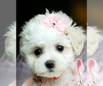 Small #9 Maltese