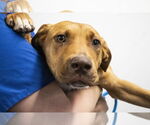 Small #1 Labrador Retriever Mix