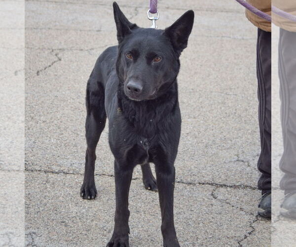 Medium Photo #4 German Shepherd Dog-Unknown Mix Puppy For Sale in Huntley, IL, USA
