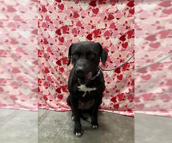 Medium Photo #2 Staffordshire Bull Terrier-Unknown Mix Puppy For Sale in Rosenberg, TX, USA