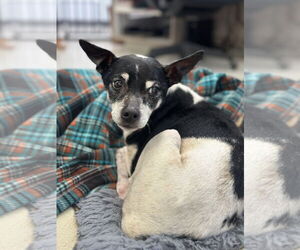 Mutt Dogs for adoption in Petaluma, CA, USA