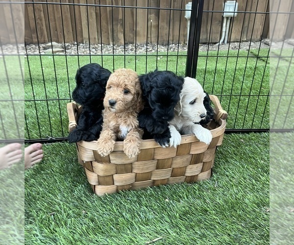 Medium Photo #22 Goldendoodle (Miniature) Puppy For Sale in HALTOM CITY, TX, USA