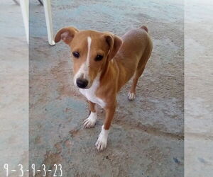Peter Brady - Male Italian Greyhound-Jack Russell Terrier Mix Dog for Adoption - Photo #9