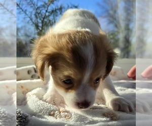 Chihuahua Puppy for sale in OREGON, WI, USA