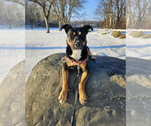 Cleo - Female American Staffordshire Terrier-Unknown Mix Dog for Adoption - Photo #18