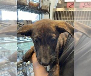 Mutt Dogs for adoption in San Antonio, TX, USA