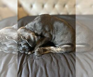 Cane Corso Litter for sale in LANCASTER, SC, USA