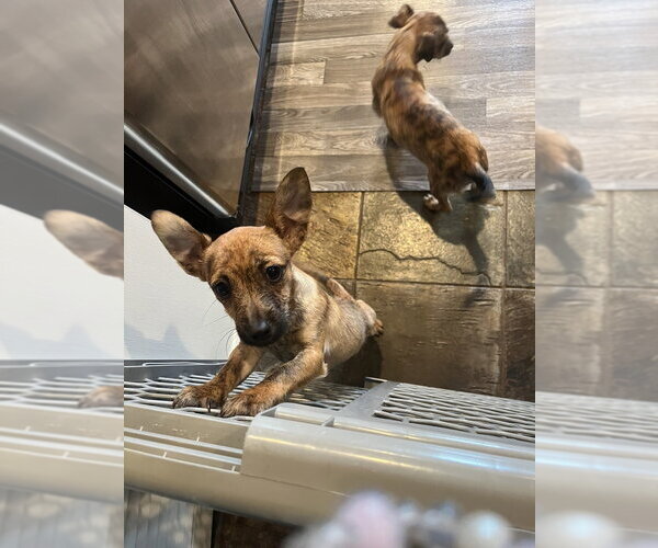 Medium Photo #4 ShiChi Puppy For Sale in Brewster, NY, USA