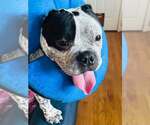 Small #1 American Bulldog-Miniature Bull Terrier Mix