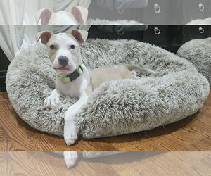 Mutt Dogs for adoption in Woodbury, NY, USA