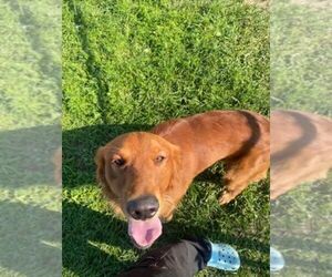 Father of the Golden Retriever puppies born on 08/29/2025