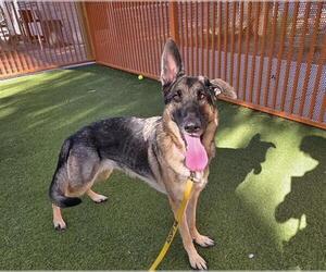 German Shepherd Dog-Unknown Mix Dogs for adoption in Las Vegas, NV, USA