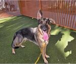 Small German Shepherd Dog Mix