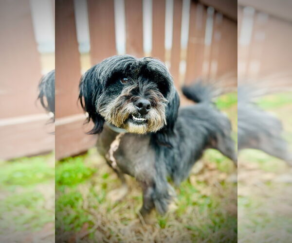 Medium Photo #2 Mutt Puppy For Sale in Pacolet, SC, USA