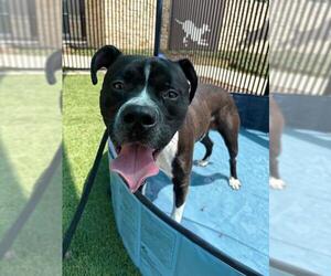 Boxer-Unknown Mix Dogs for adoption in Baytown, TX, USA