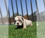 Small #14 English Bulldog