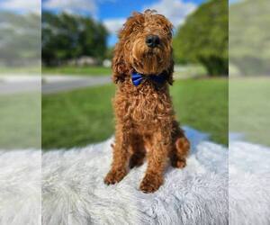 Goldendoodle Dog for Adoption in KISSIMMEE, Florida USA