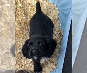 Cocker Spaniel Puppy for sale in LUBBOCK, TX, USA