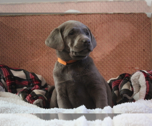 Medium Photo #3 Labrador Retriever Puppy For Sale in LUDLOW, MO, USA